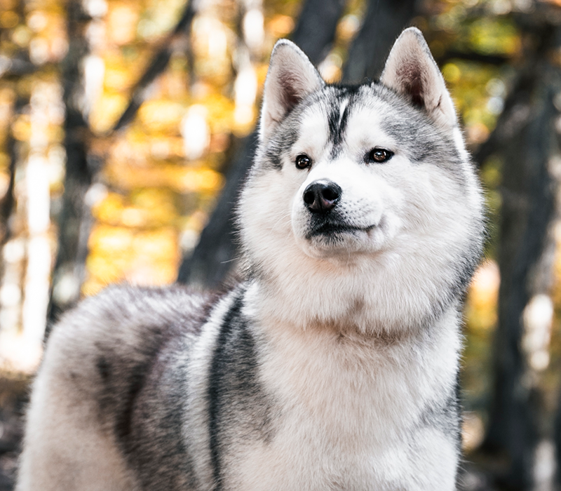 Criadero Siberian Husky Huskys Patagonia